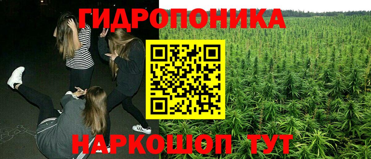 Марихуана гибрид  Канабис индика  Бошки марихуана семена  Вход с VPN  Тара 